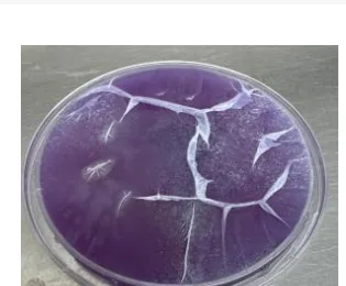 Amostra microbiológica de cortina hospitalar, leito 2, pós-limpeza